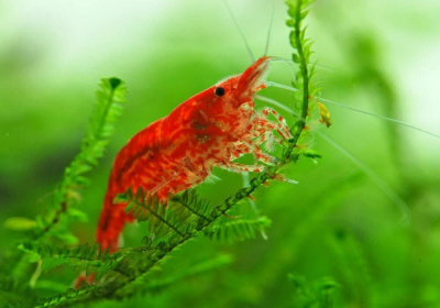 Креветка Вишня Красная